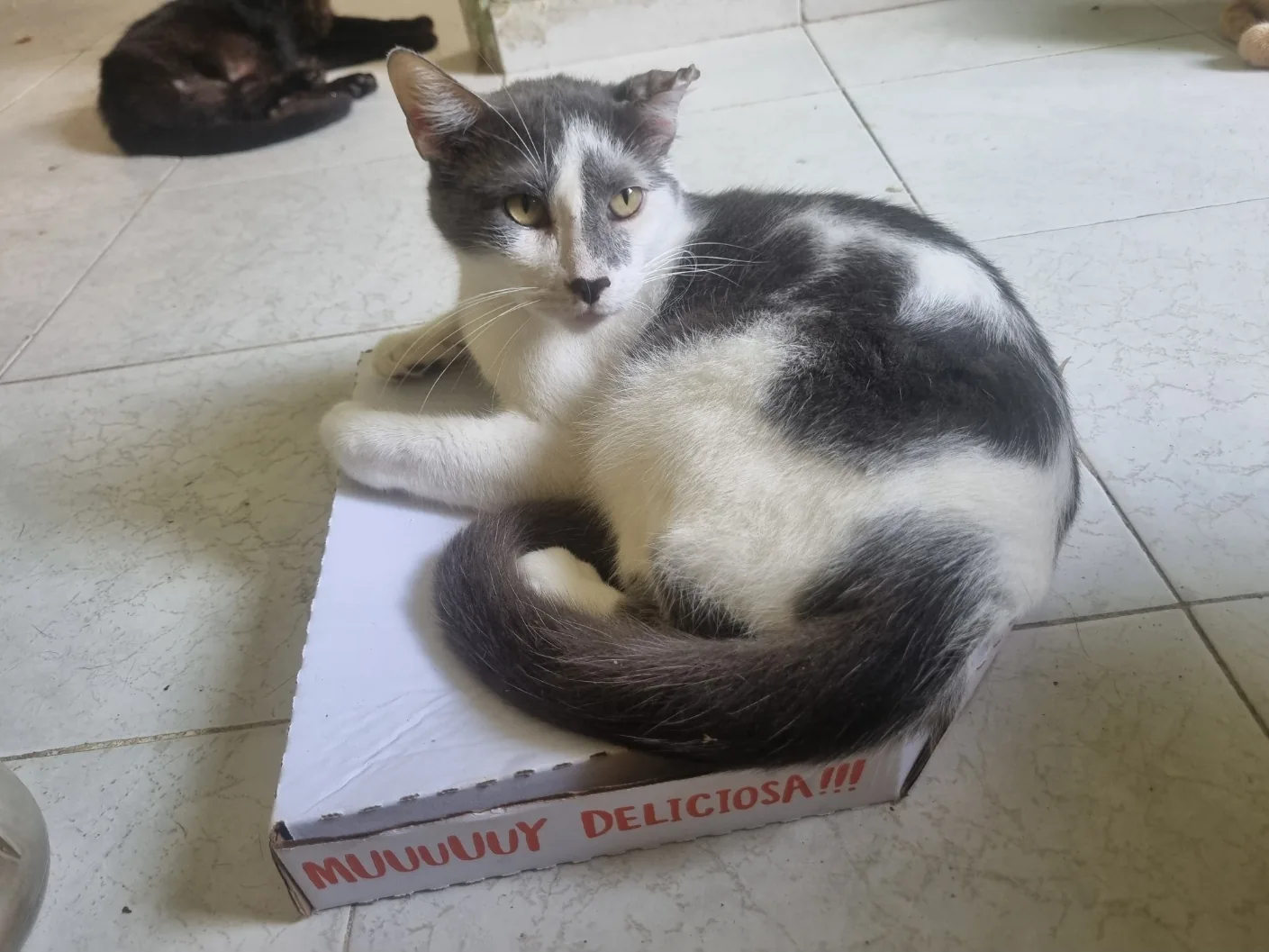 Gato gris y blanco descansando sobre una caja.
