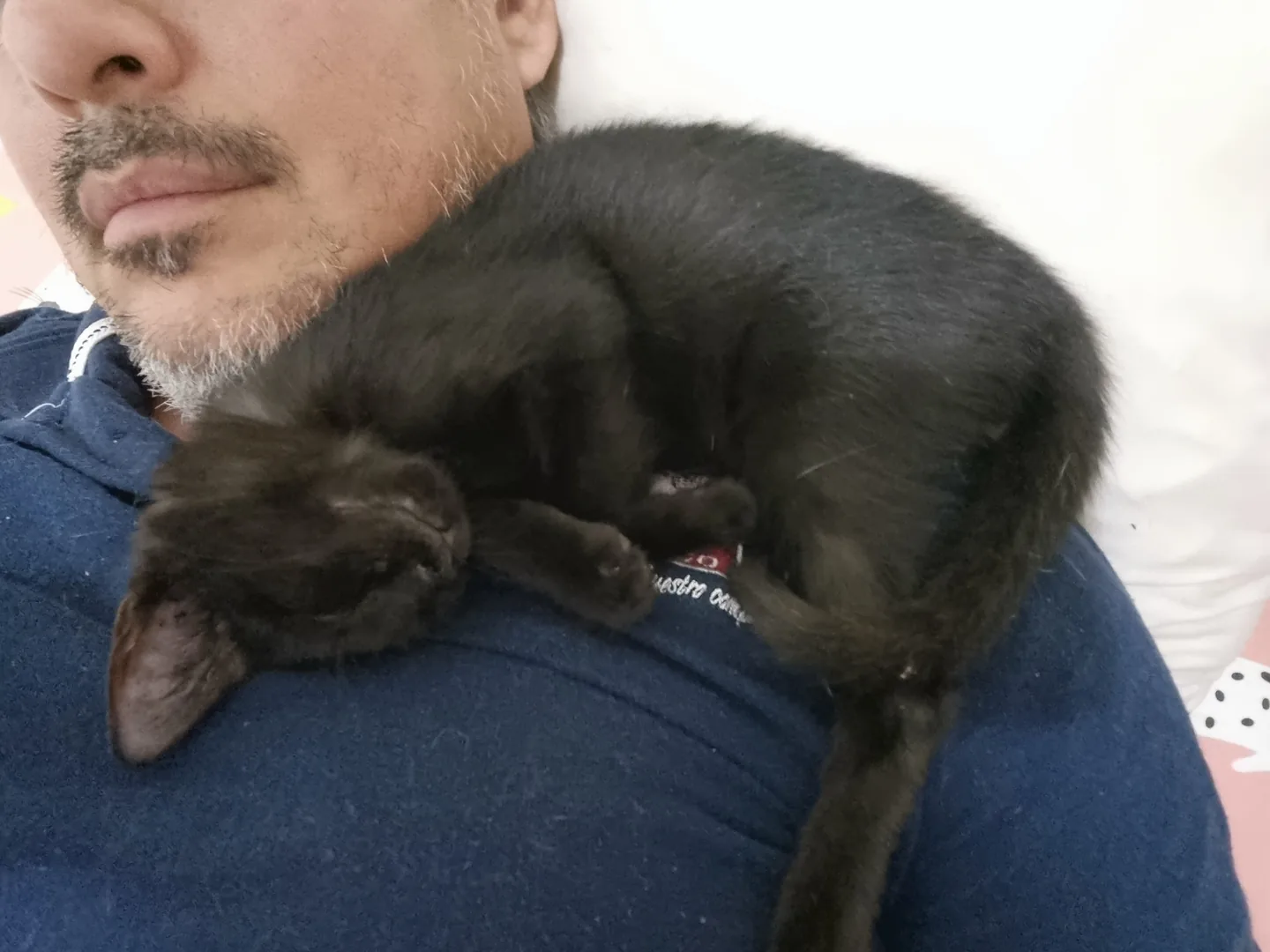 Gato negro acurrucado sobre el hombro de una persona.