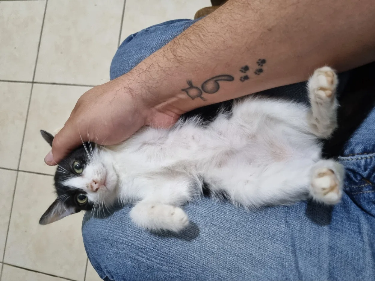 Una persona acaricia a un gato blanco y negro sobre su regazo.