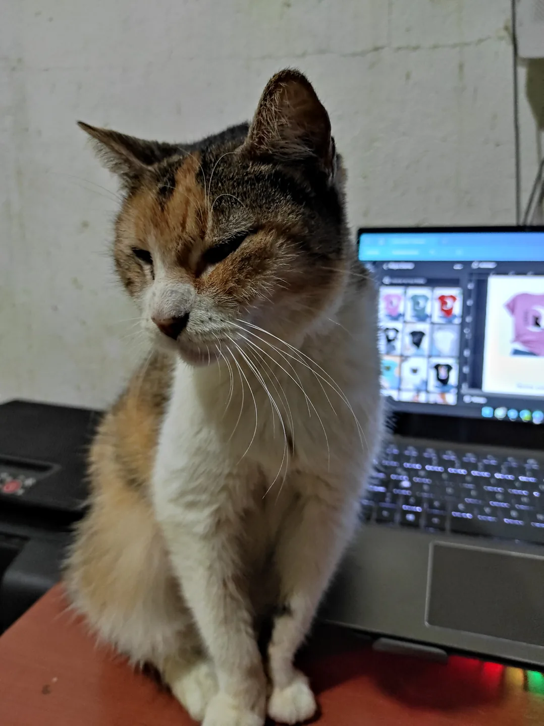 Gato tricolor sentado junto a una computadora portátil.