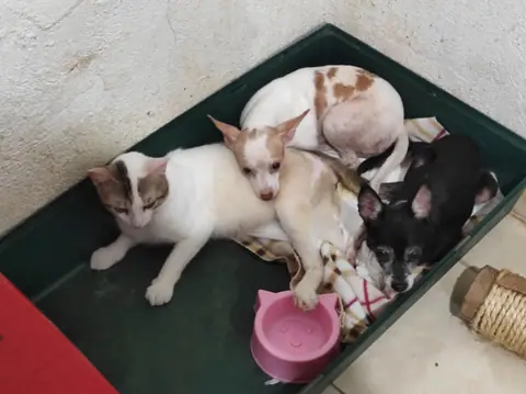 Un gato y dos perros descansan juntos sobre mantas.