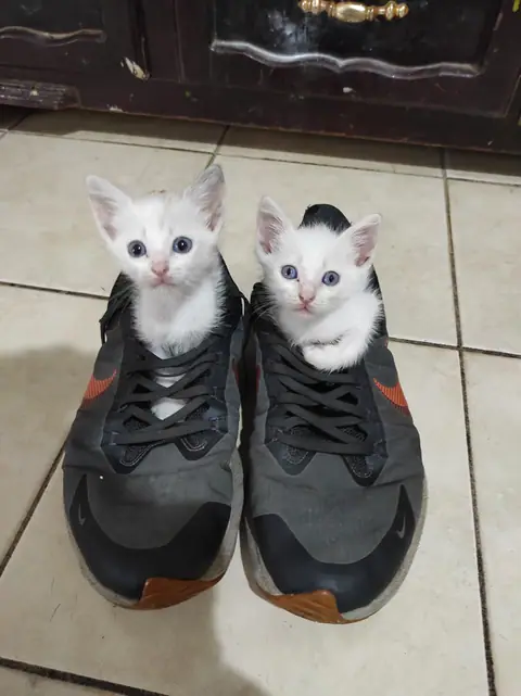 Dos gatos pequeños asoman desde un par de zapatos.