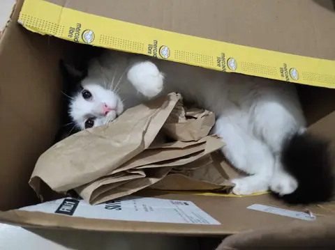 Gato blanco y negro recostado entre papeles dentro de una caja.