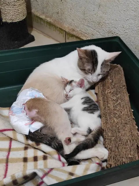Tres gatos de distintos tamaños descansan juntos sobre mantas.