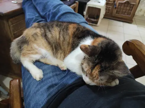Gato tricolor dormido sobre el regazo de una persona.