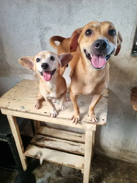 Dos perros sentados juntos sobre una silla de madera.