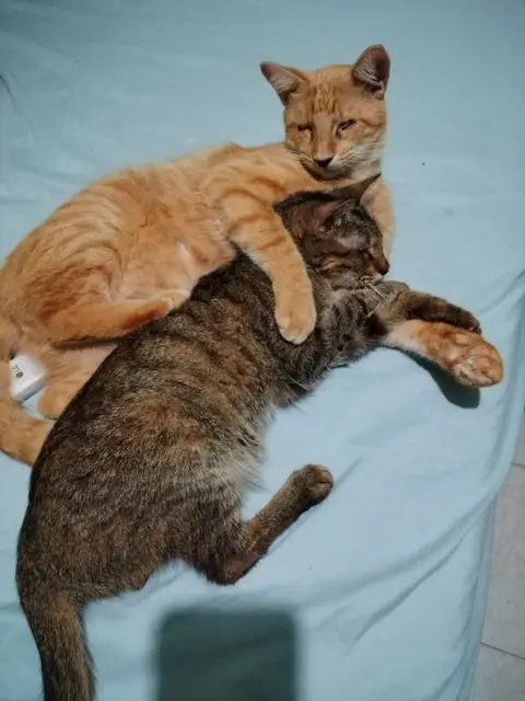 Dos gatos, uno anaranjado y otro atigrado, descansan abrazados sobre una tela azul.