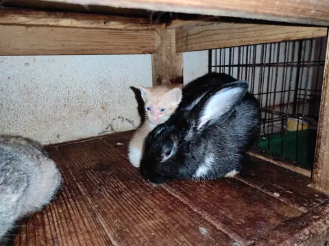 Un gato pequeño y un conejo negro comparten un espacio de madera.