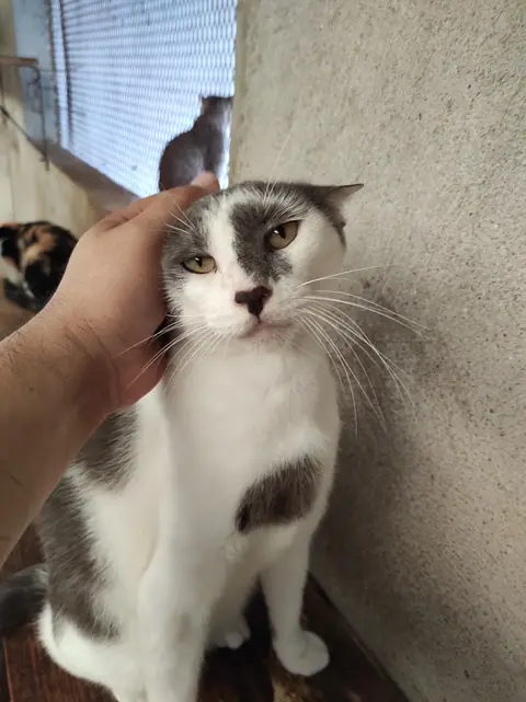 Una mano acaricia la cabeza de un gato gris y blanco.