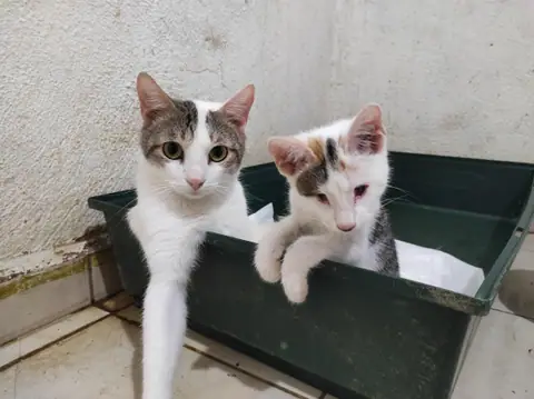 Dos gatos blancos con manchas asoman desde una cama verde.