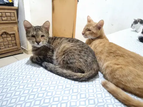 Dos gatos descansan juntos sobre una cama.