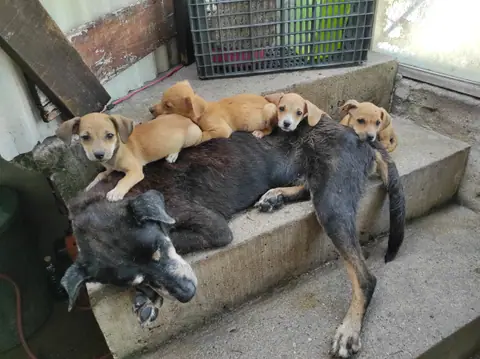 Un perro oscuro y cuatro perros pequeños descansan juntos en unos escalones.