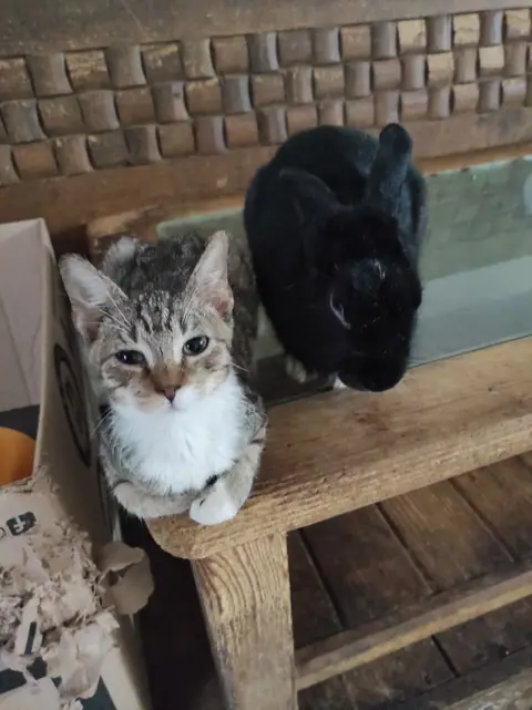 Un gato y un conejo negro comparten una repisa de madera.
