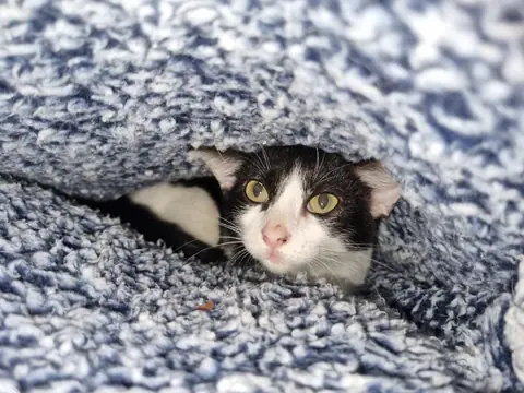 Gato blanco y negro asomado entre una manta azul.
