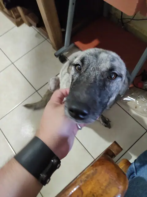 Una mano sostiene suavemente el hocico de un perro gris.