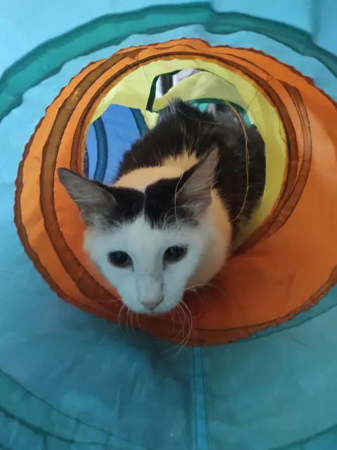 Gato blanco y negro asomado por un túnel de tela de colores.